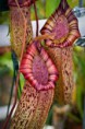 /album/fotogaleria-nepenthes/images-3-jpg10/